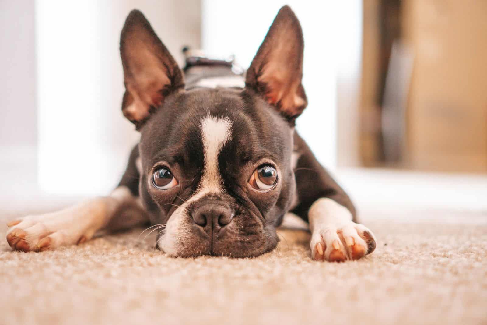 boston terrier dog