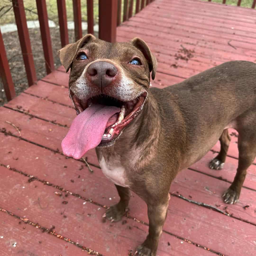 boston terrier lab mix