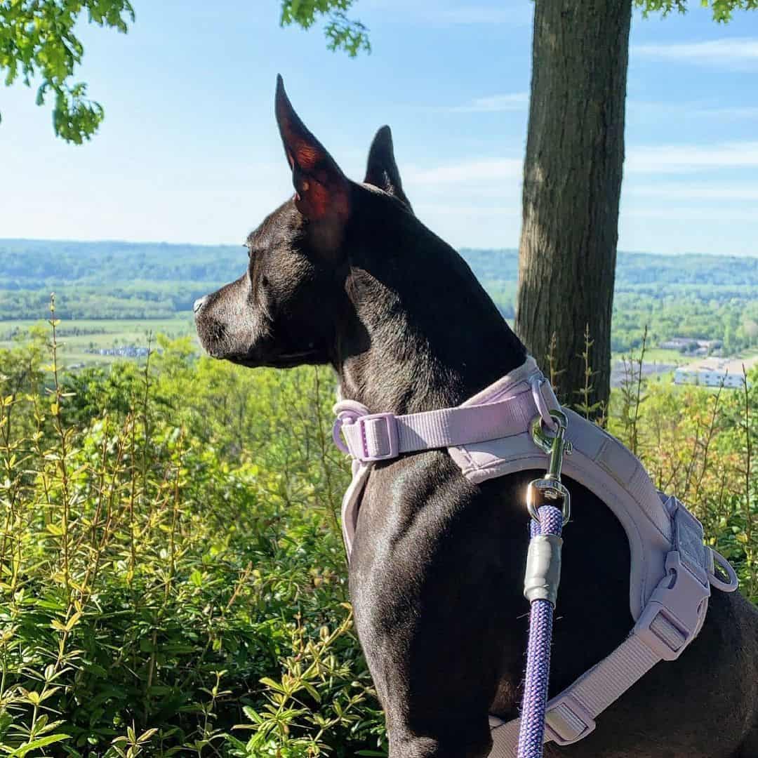 boston terrier pitbull mix