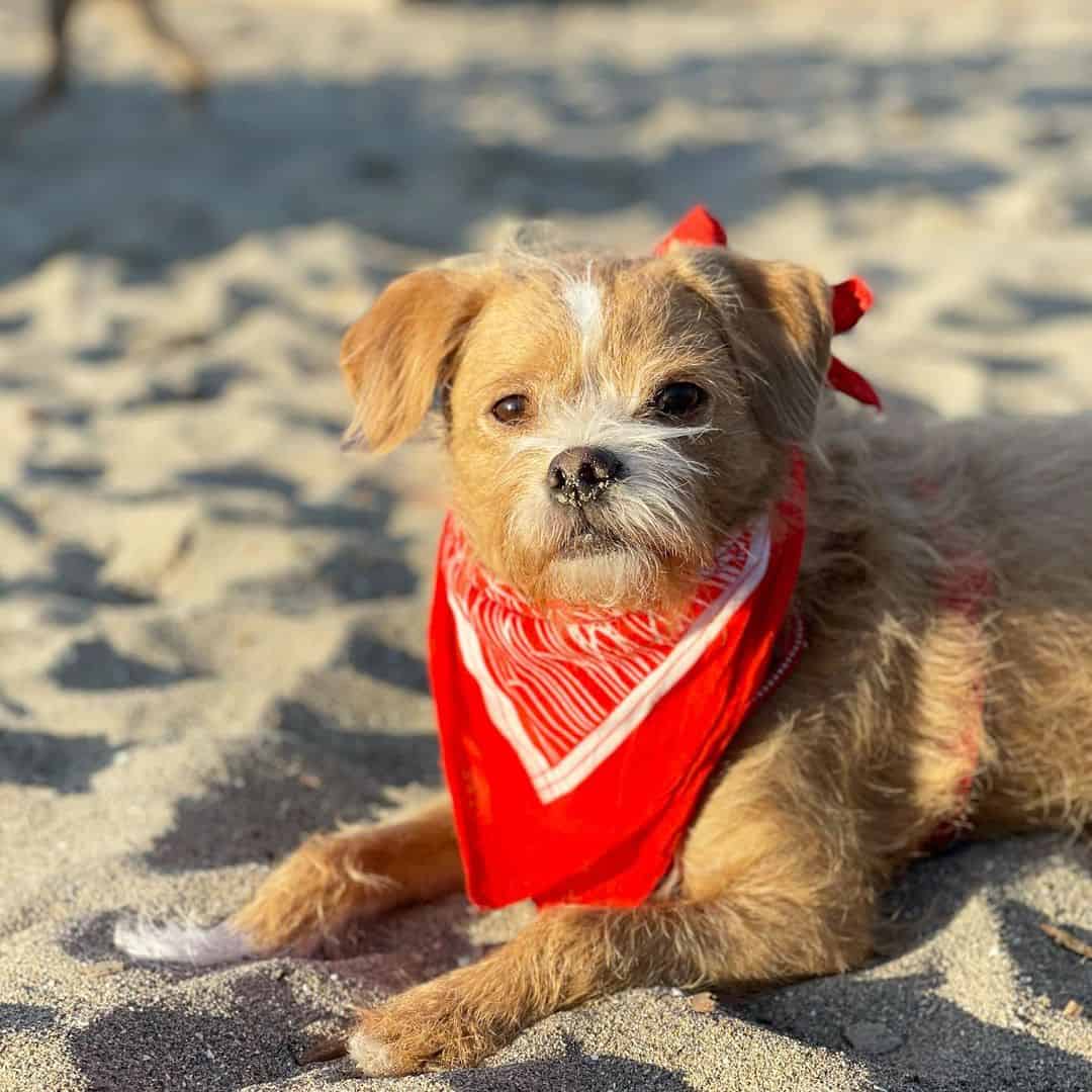 boston terrier poodle mix