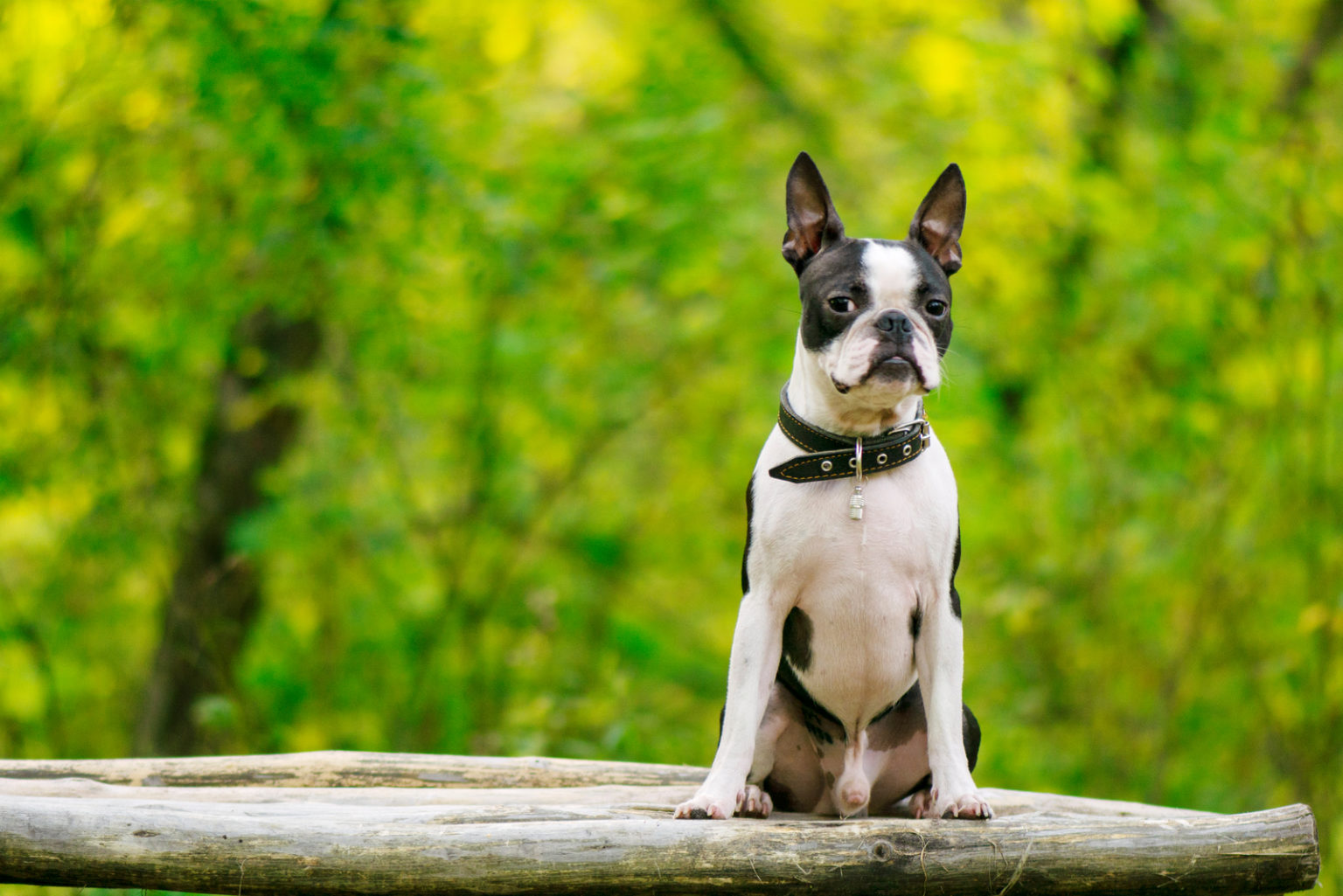 Male Vs Female Boston Terrier Which One Should You Choose?
