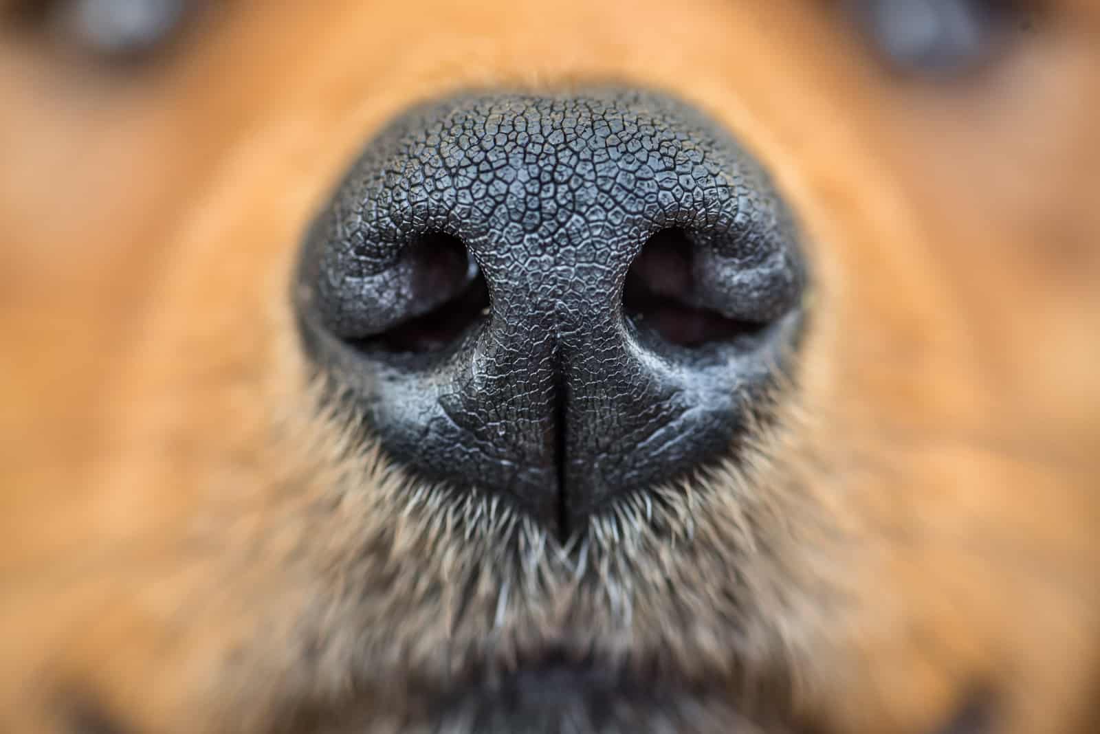 brown dog black nose