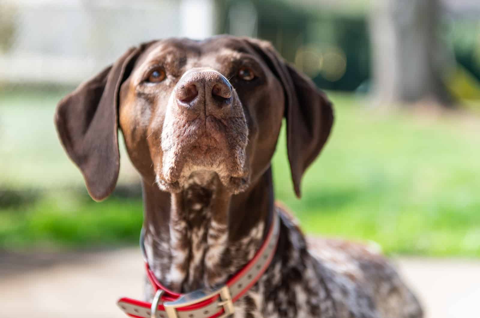 brown german short-haired pointer dog