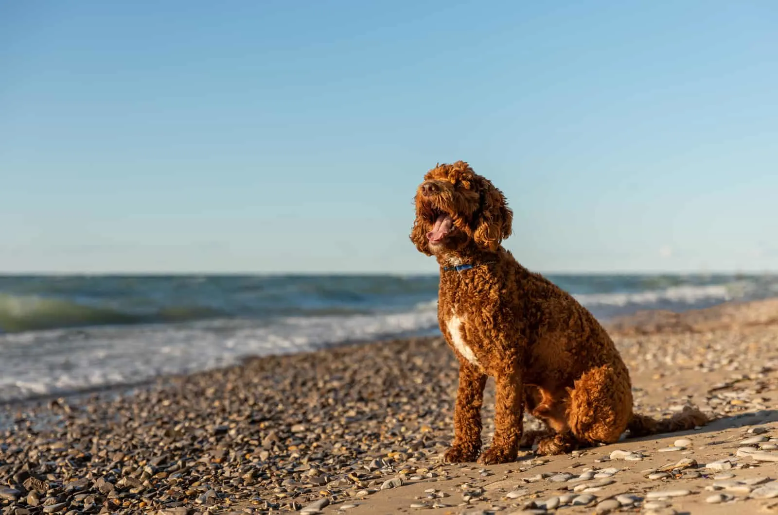 brown labradoodle sitting on shore