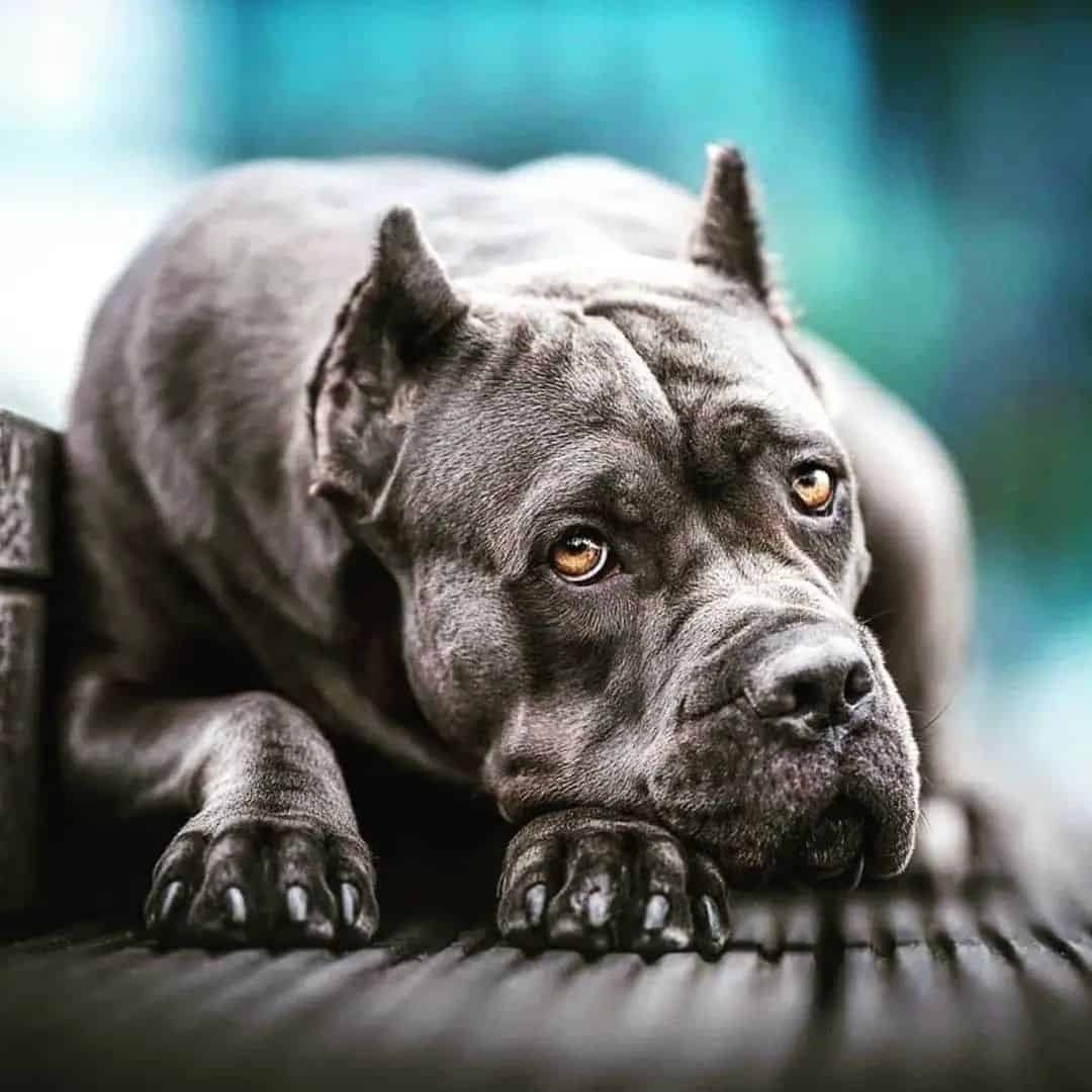 cane corso lying