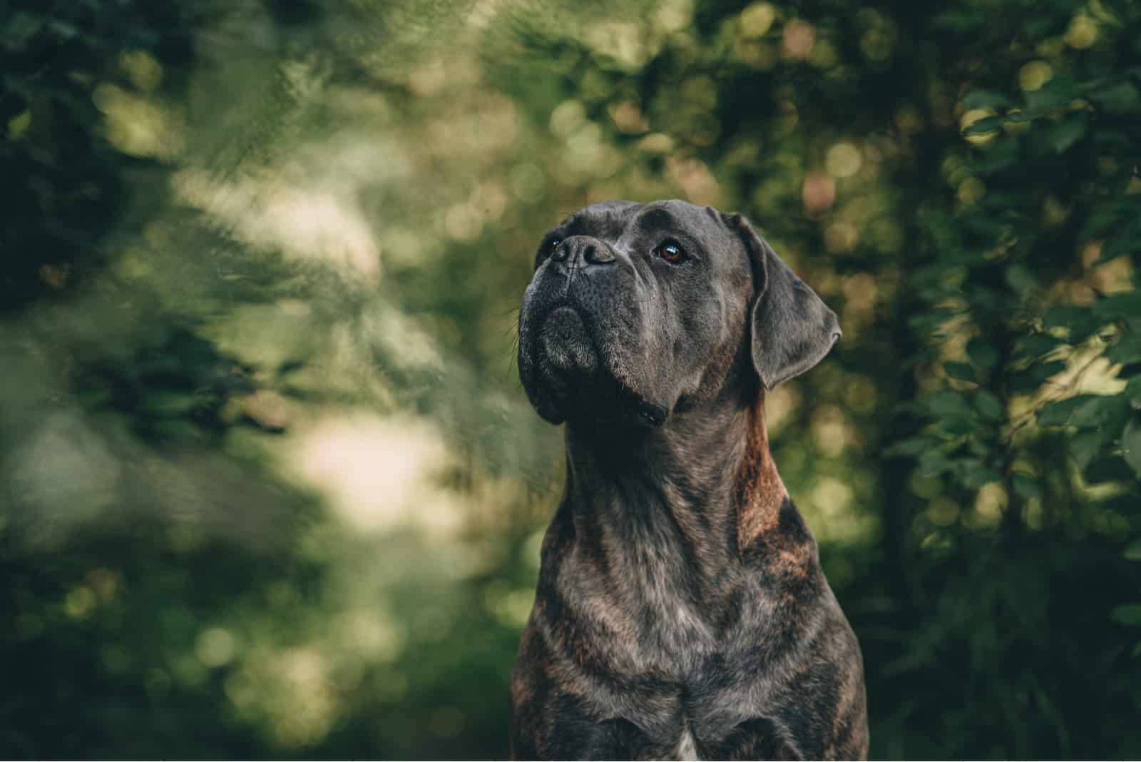 cane corso posing outside in woods