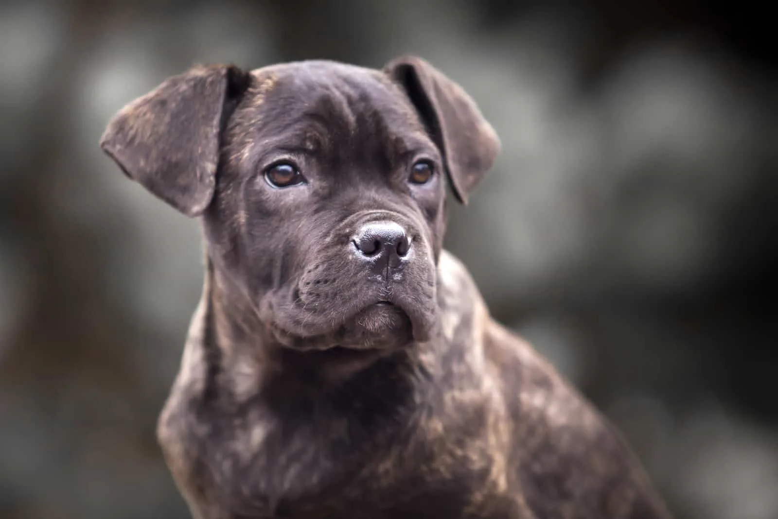 cane corso puppy looking away