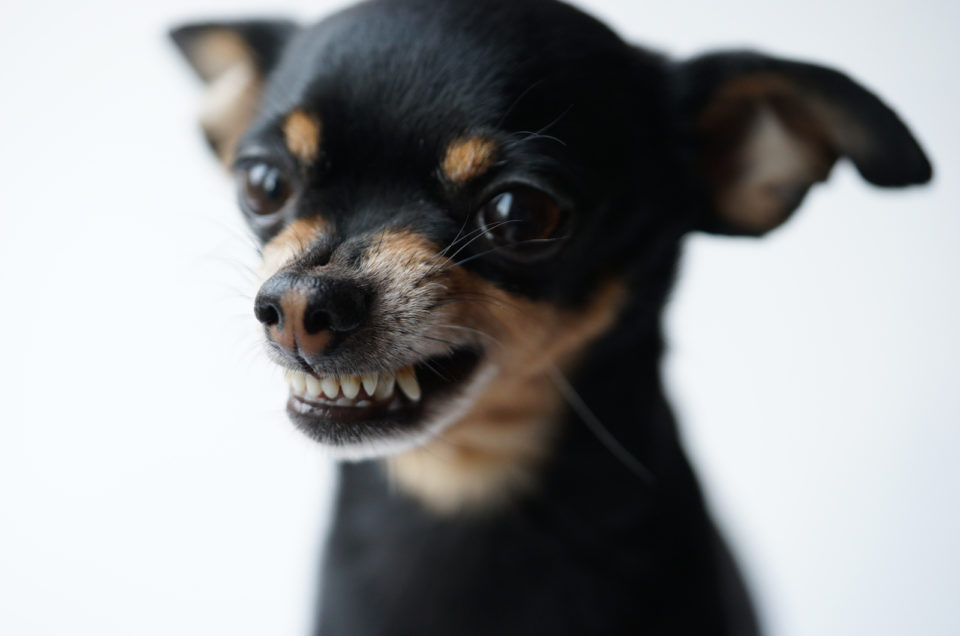 Dog Growling At Nothing: 3 Common Causes
