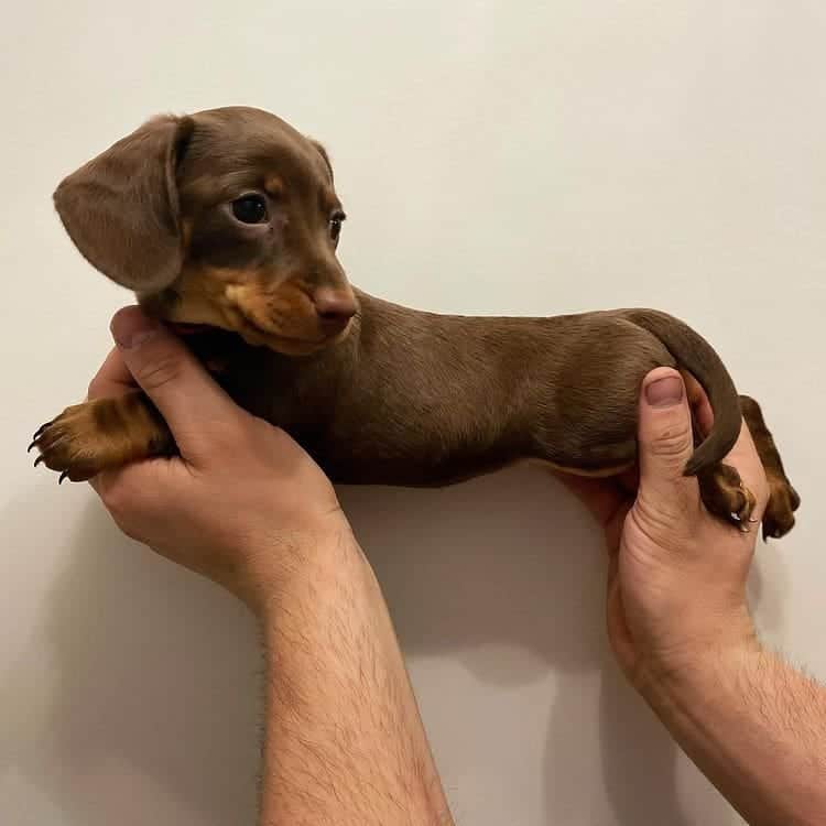 21 Dachshund Colors A Guide On Picking The Right Coat Color