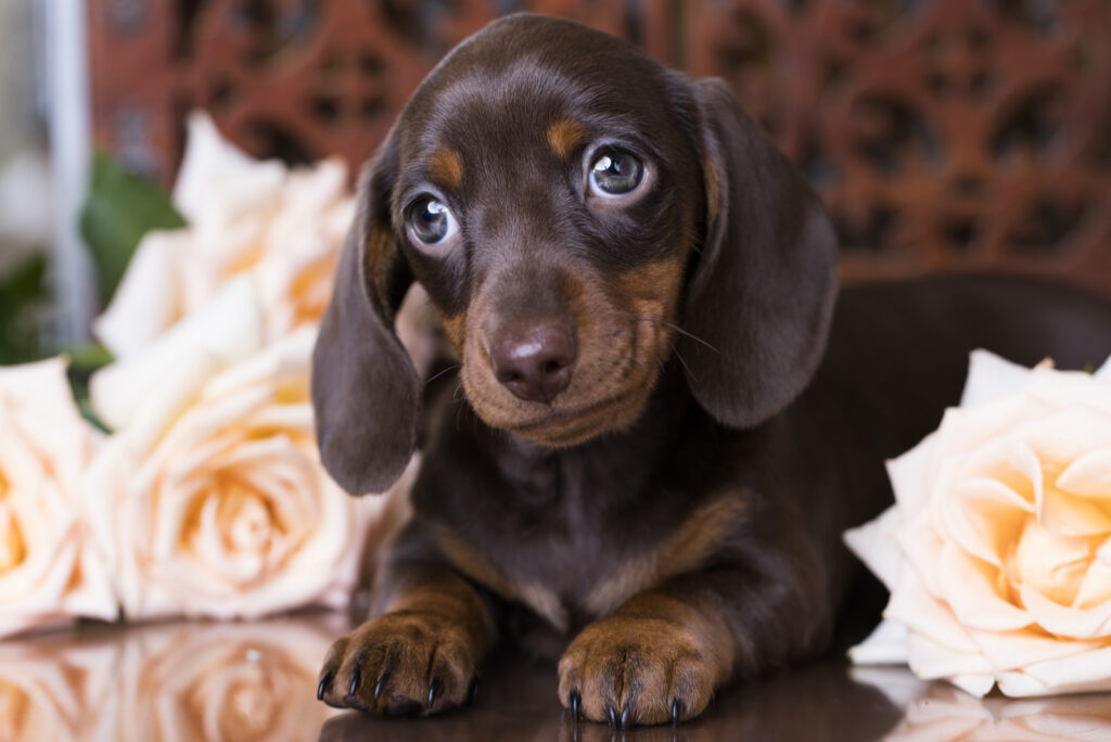 21 Dachshund Colors: A Guide On Picking The Right Coat Color