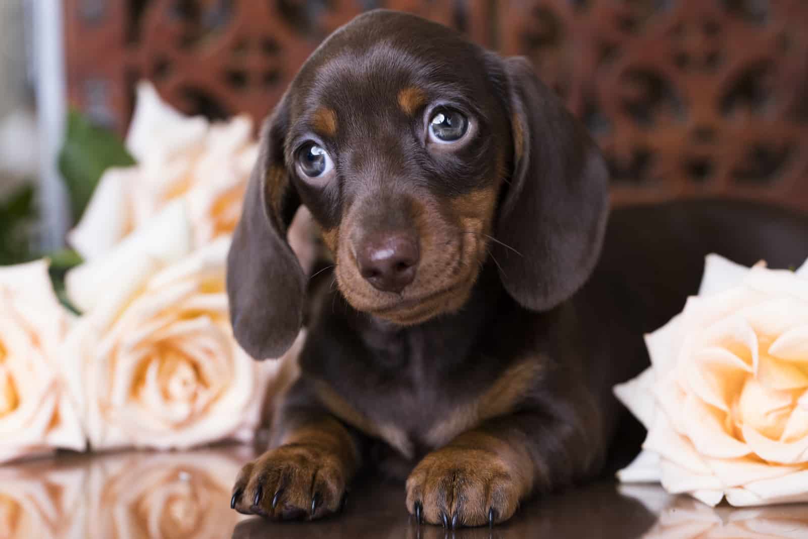 chocolate dachshund