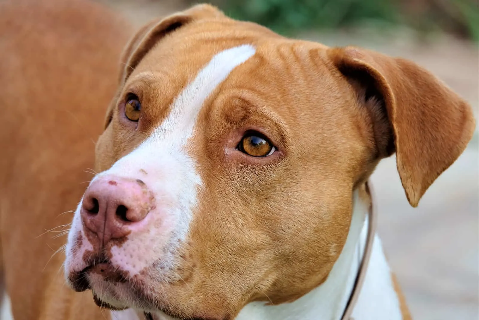 close up of brown and white pitbull