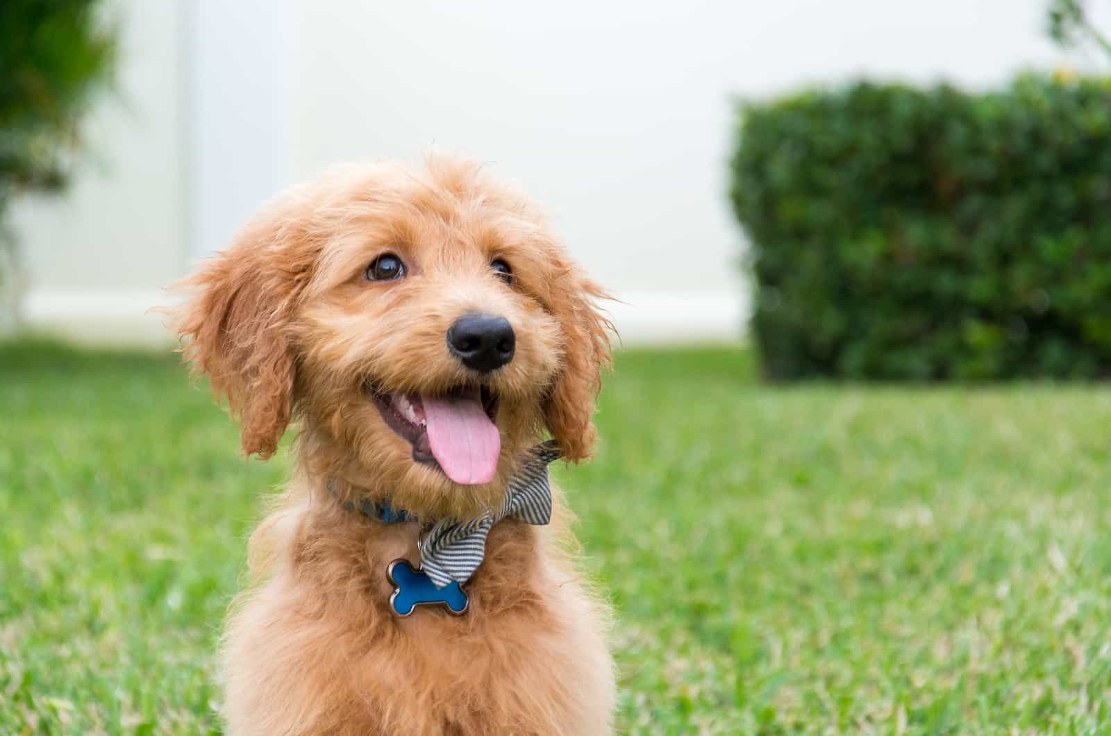 close up of goldendoodle outside with bow