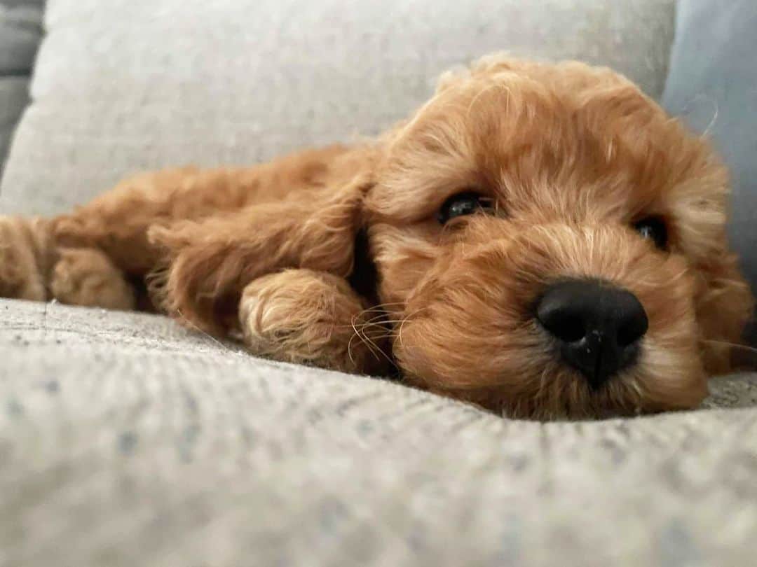 closeup of cute dog sitting on sofa