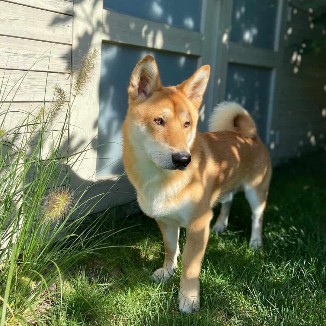 corgi shiba mix