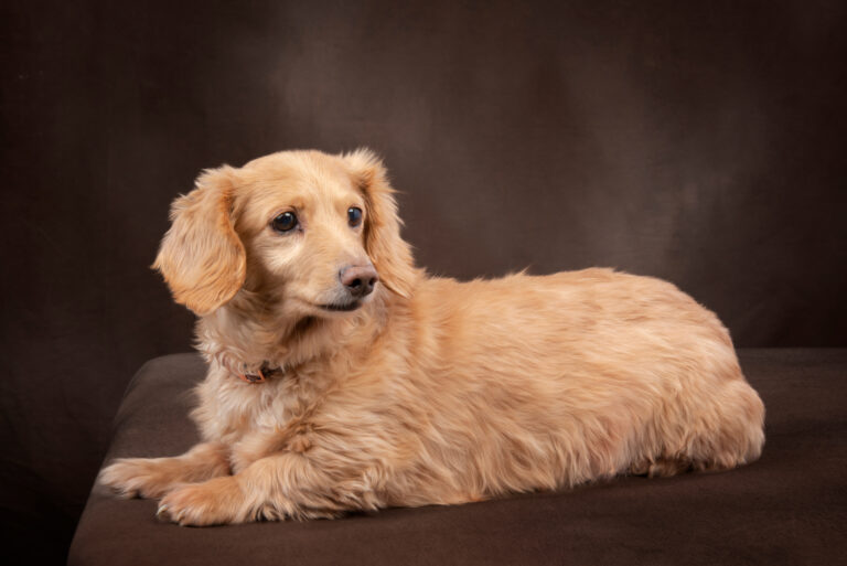 21 Dachshund Colors: A Guide On Picking The Right Coat Color