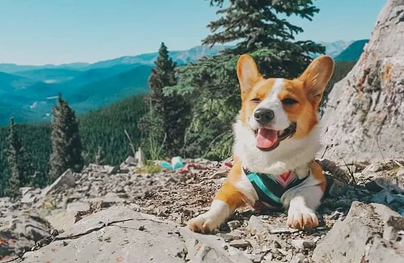cute dog on hike