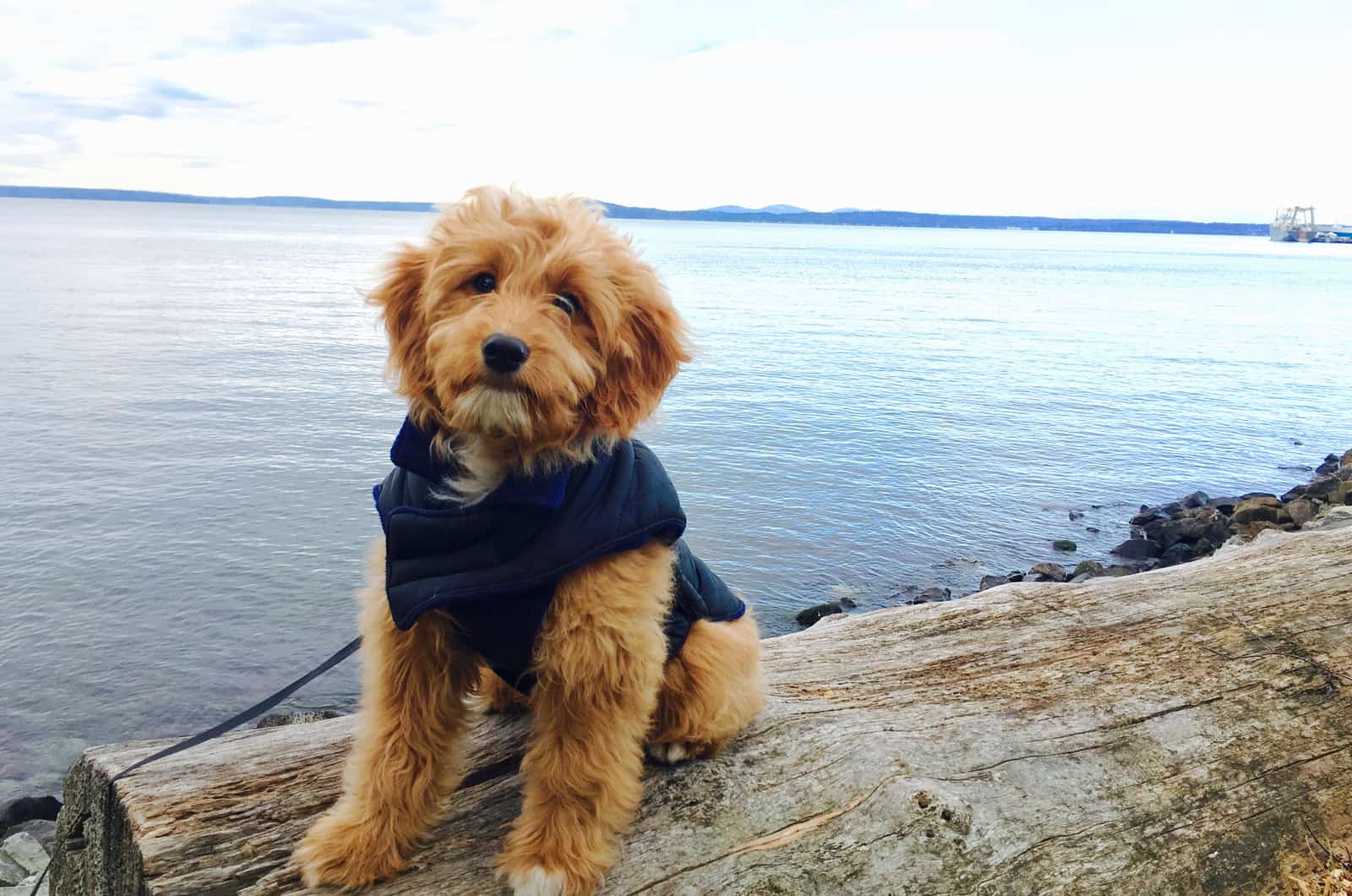 cute dog sitting by water