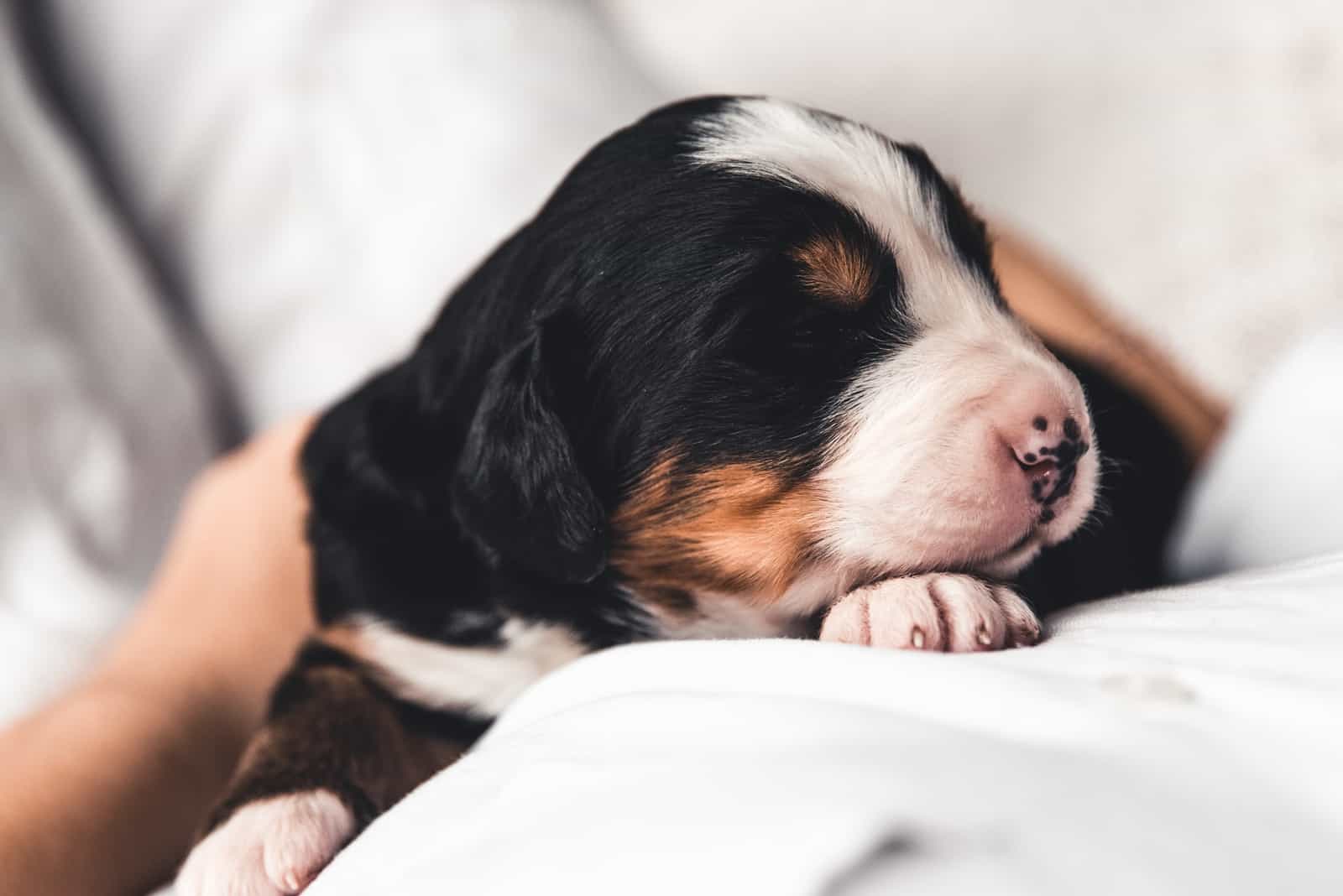 cute puppy sleeping in owners hands