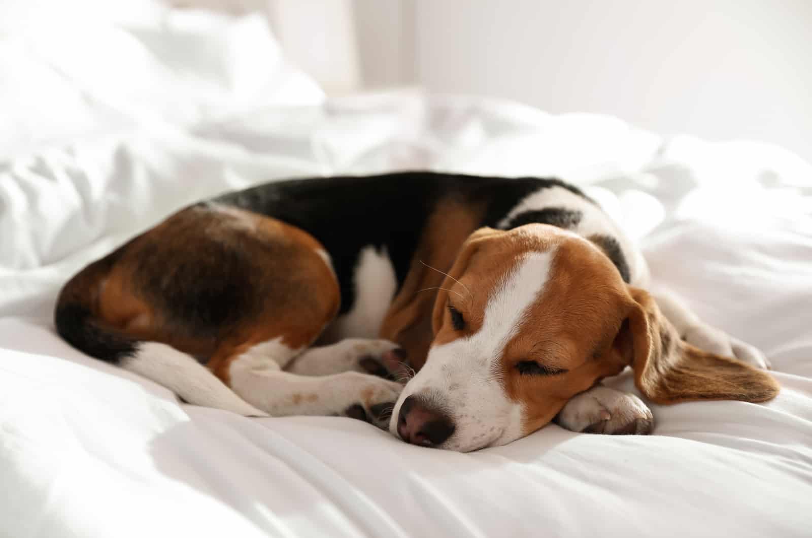 cute puppy sleeping on bed