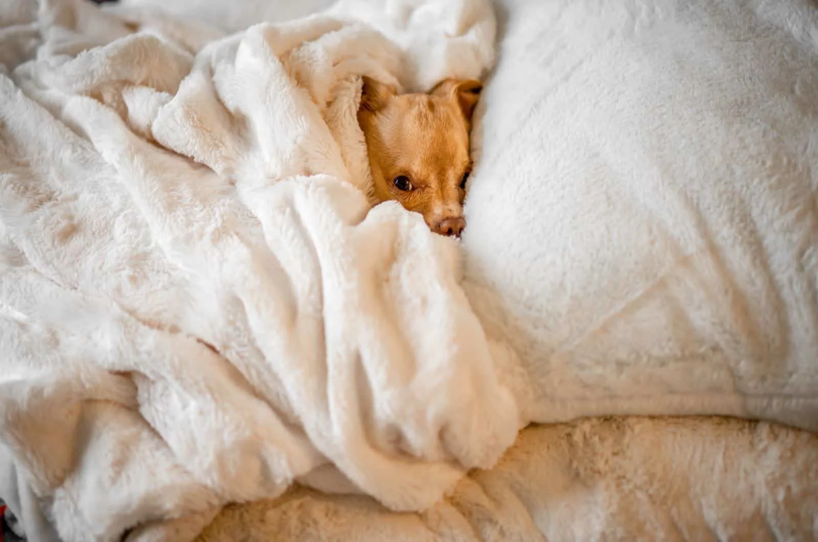 cute small dog hiding under the covers