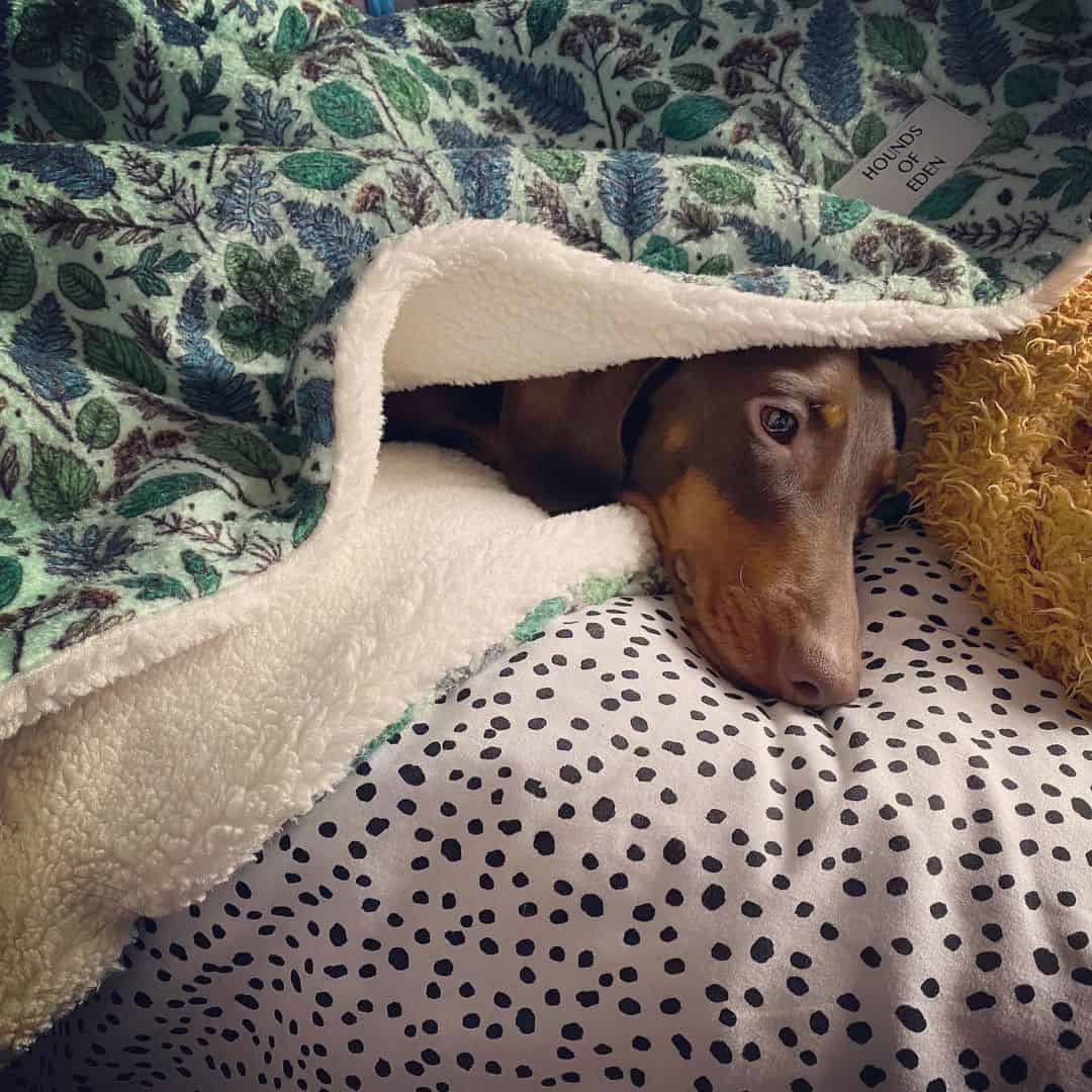 dachshund under a blanket