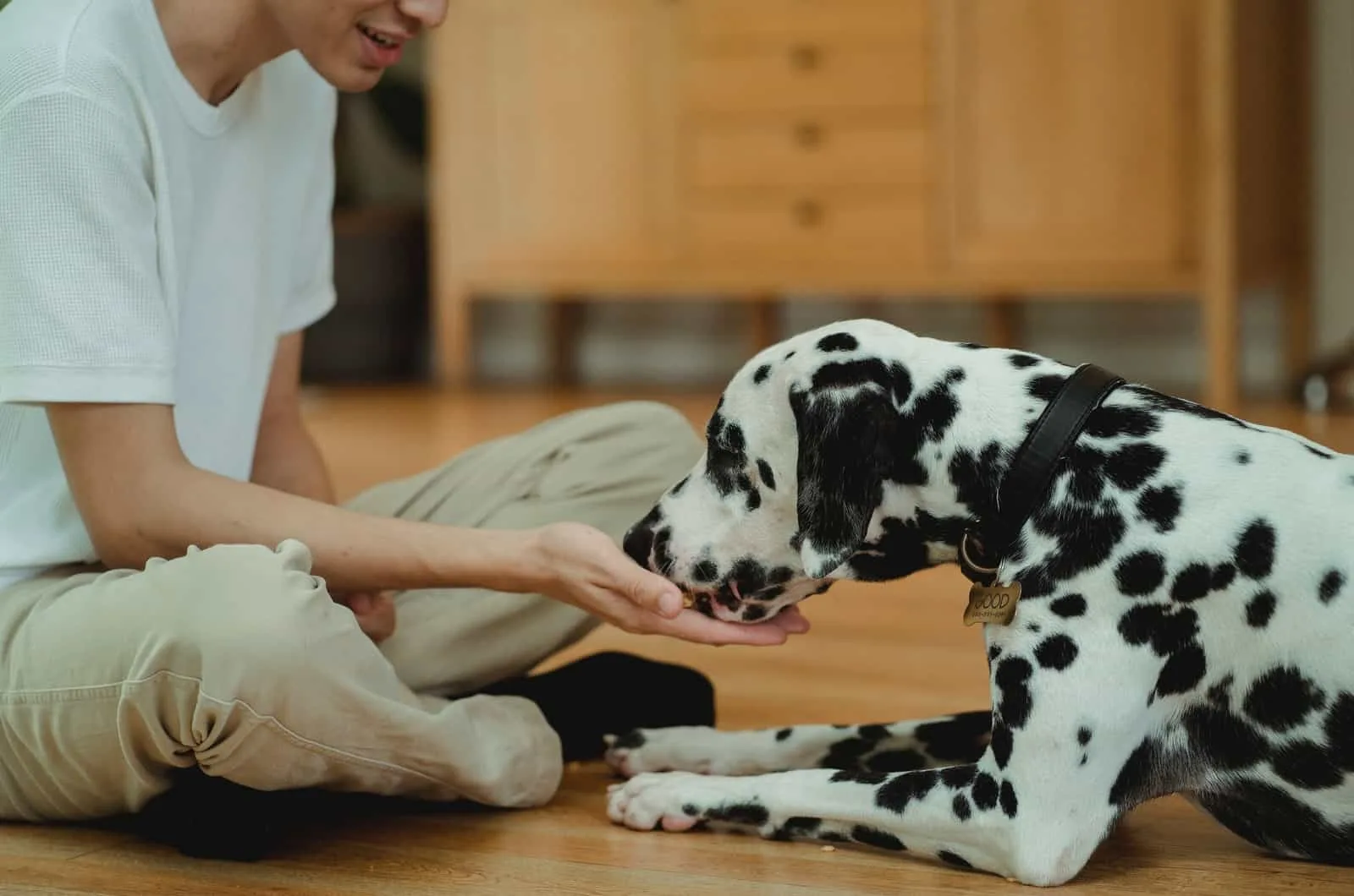 dalmatian eating from owner's hand