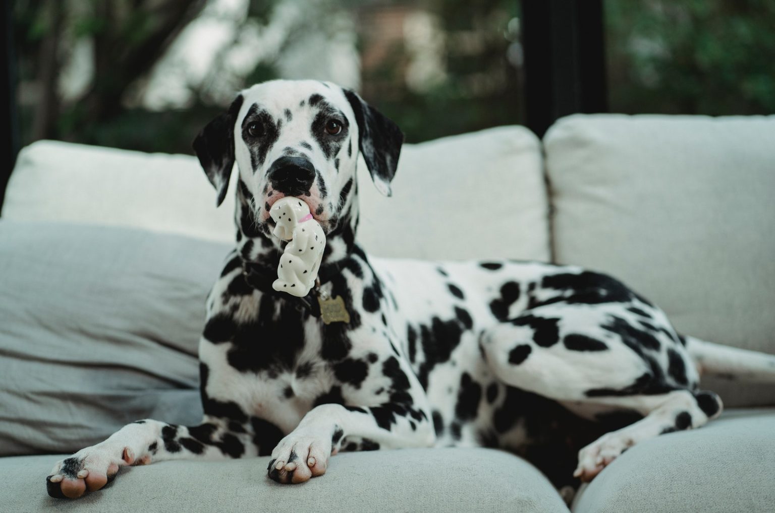 How Much Do Dalmatians Cost? Crunching Numbers
