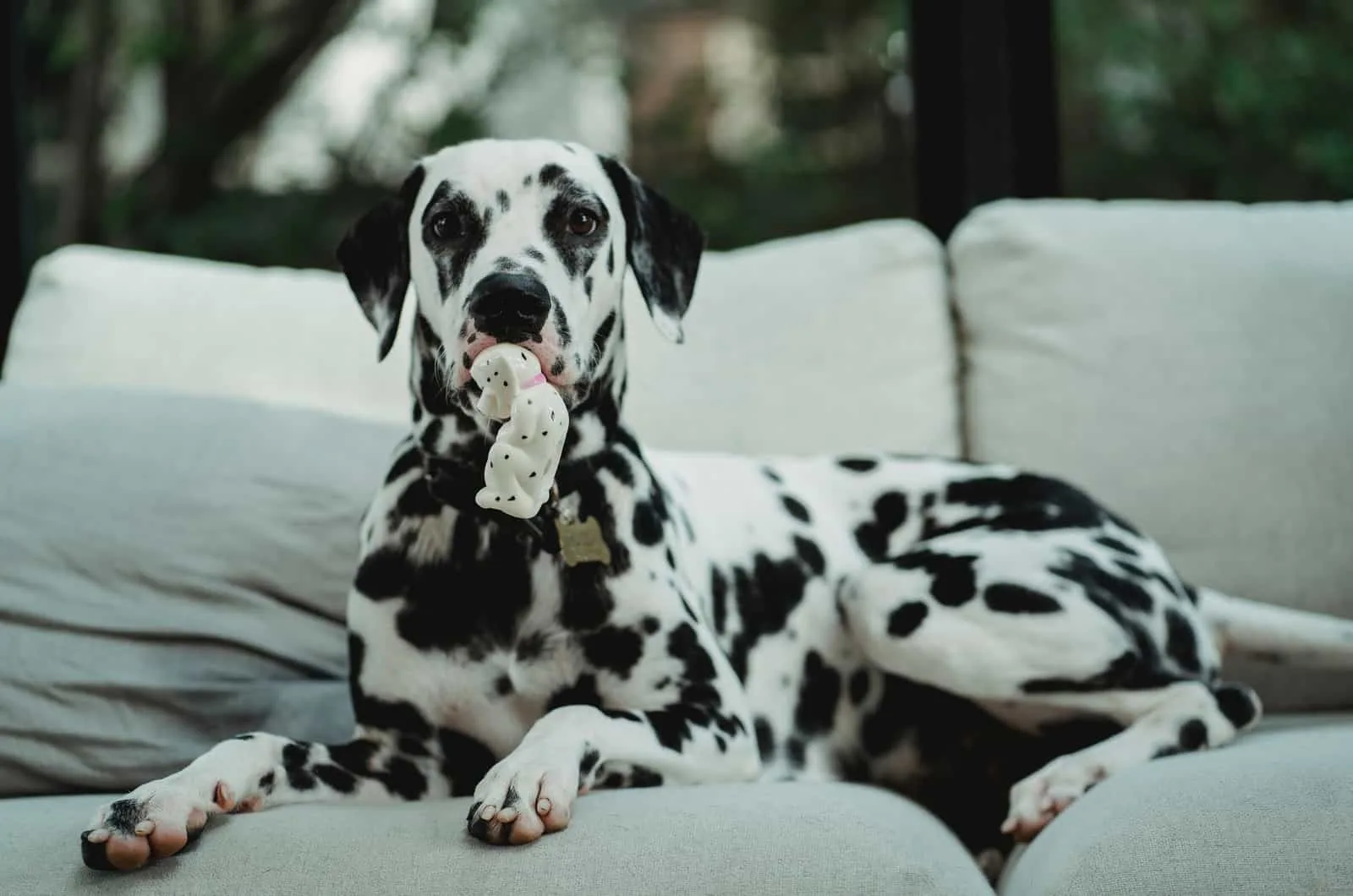 dalmatian holding a dalmatian toy