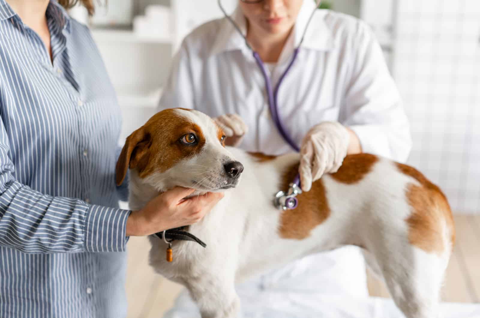 doctor examining dog with stethoscope