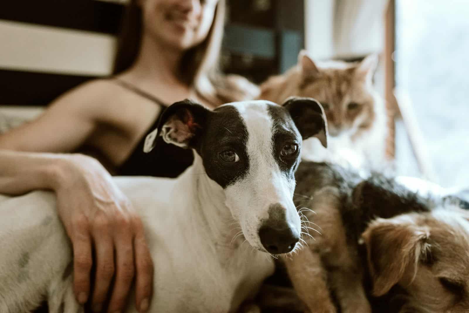 dog and cat in woman's lap