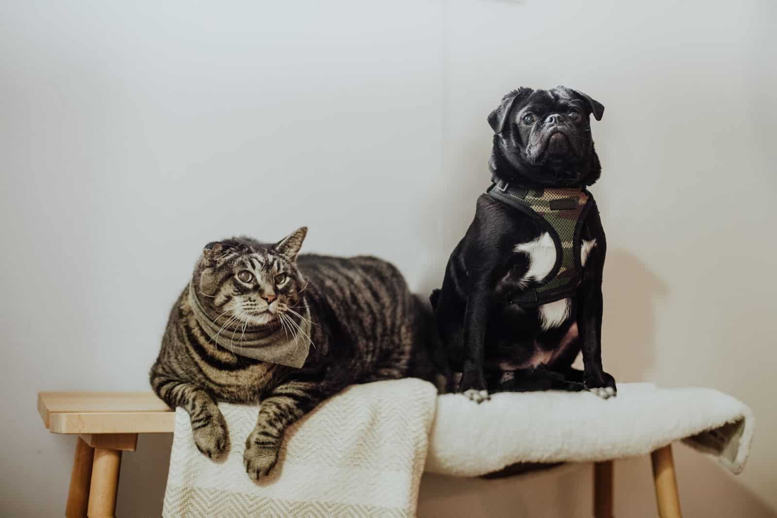 dog and cat sitting on a chair