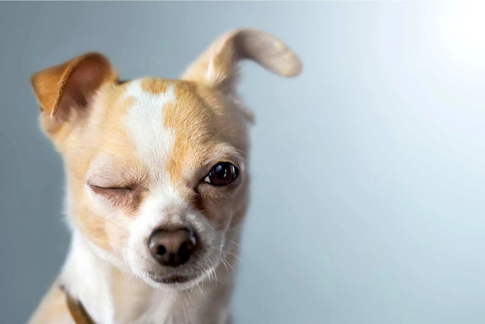 dog closing his eye with blue background