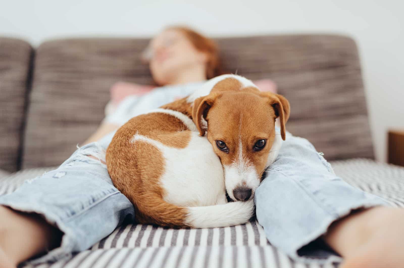 dog curled up between woman's legs