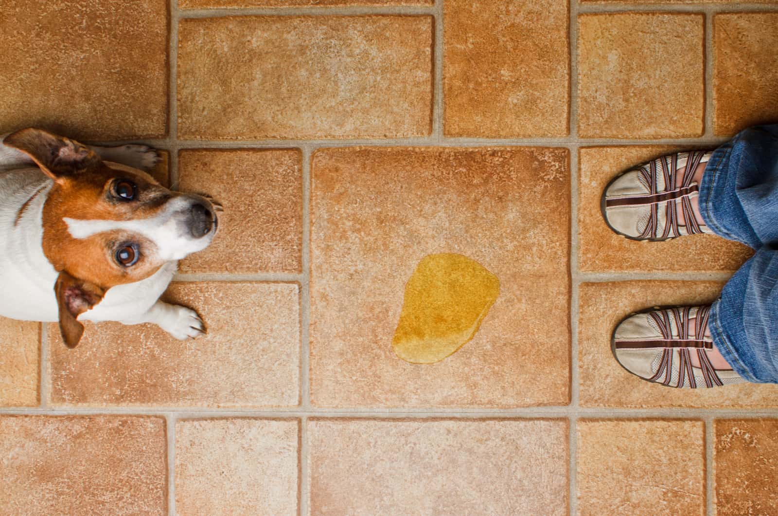 dog in front of a puddle of pee