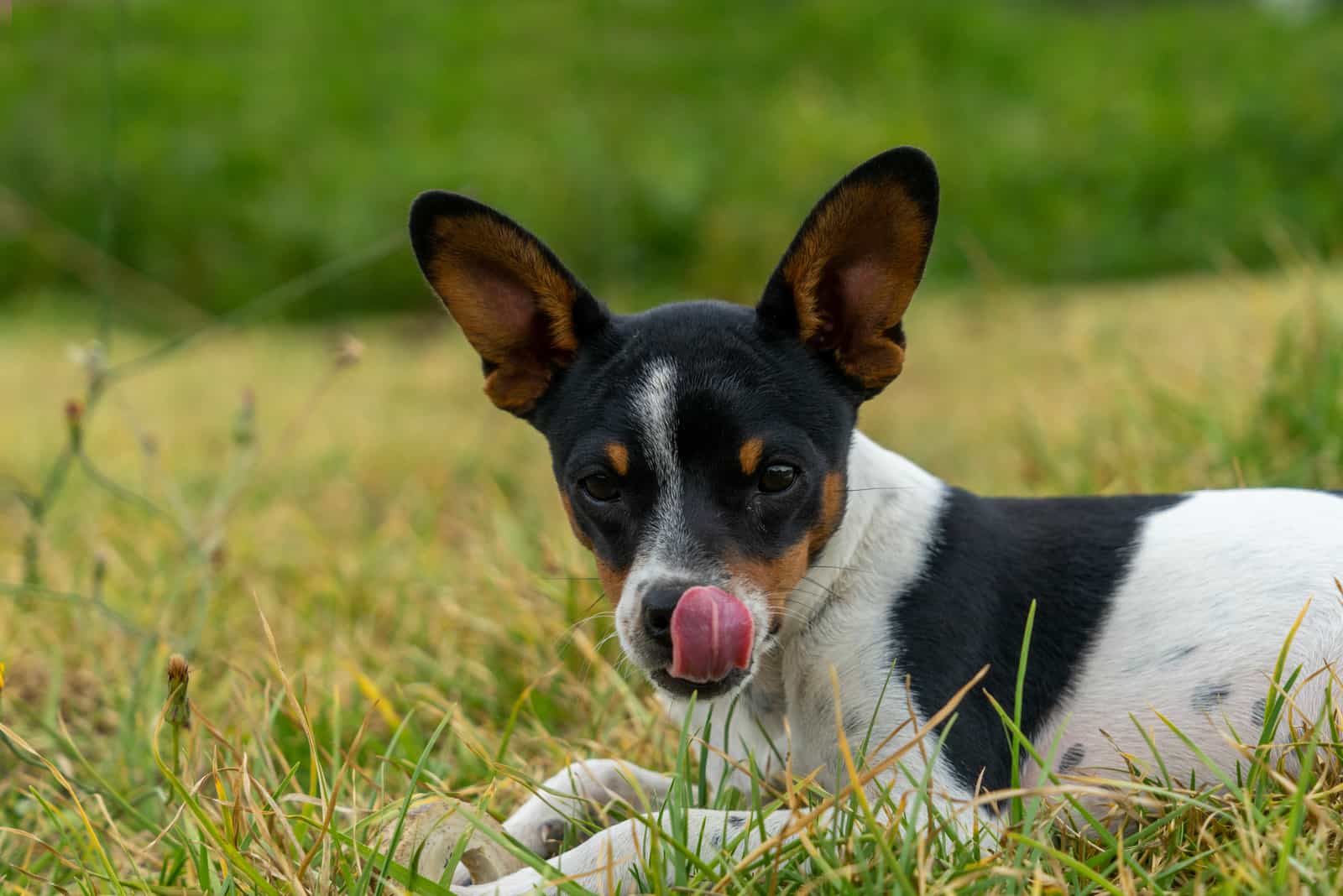 dog licking his lips