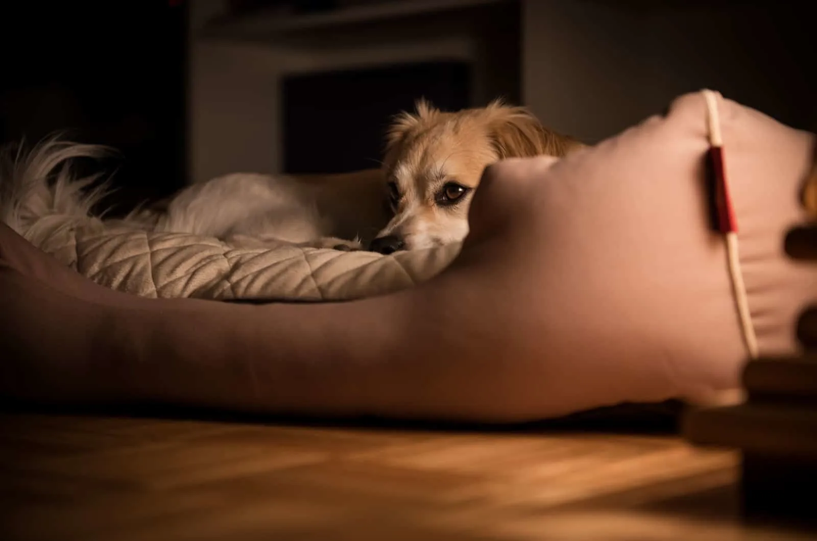 dog lying in bed at night