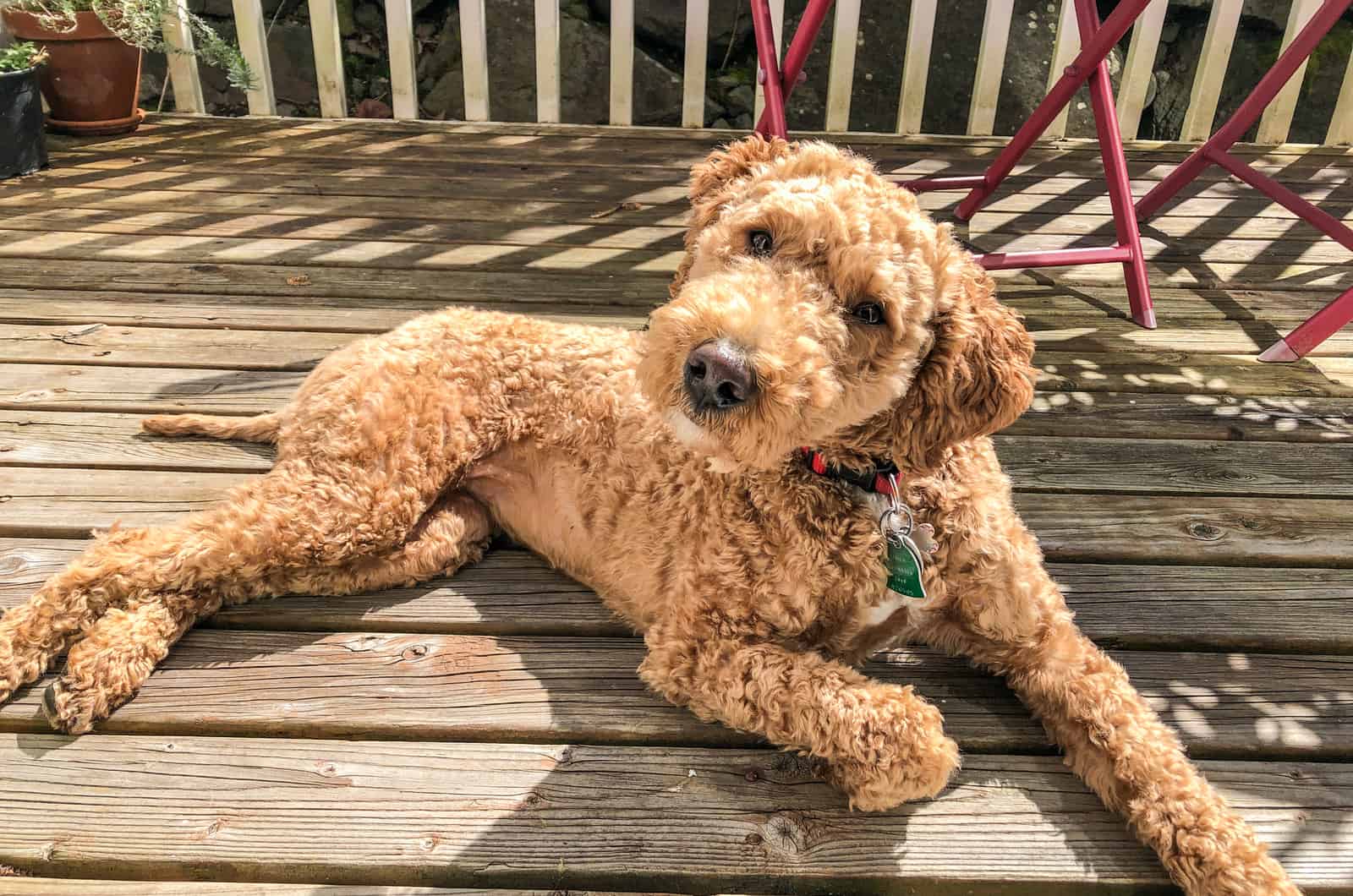 dog lying outside on deck