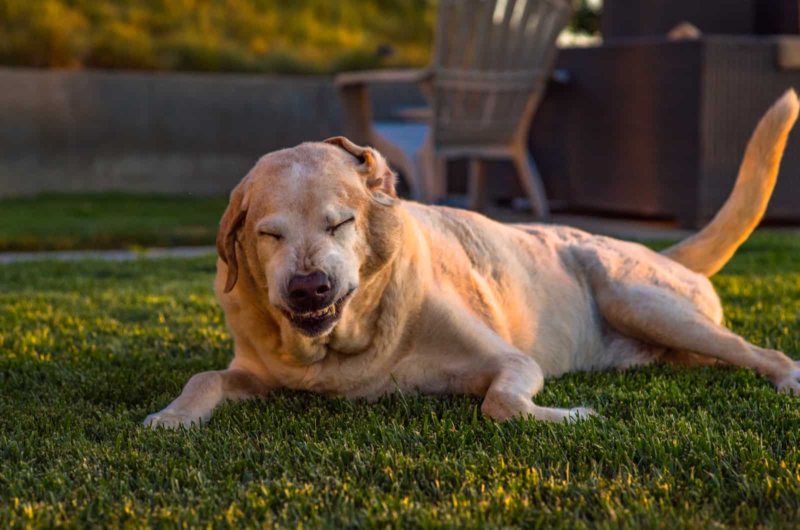 dog lying outside on grass