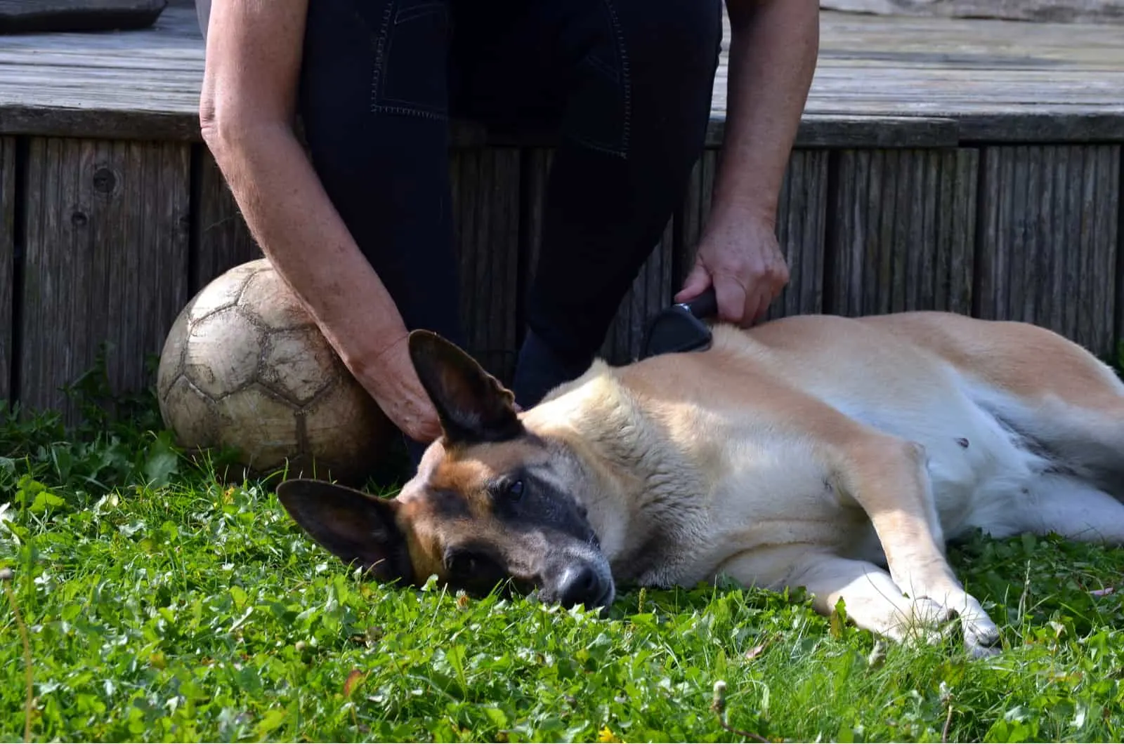 dog lying while owner brushes him
