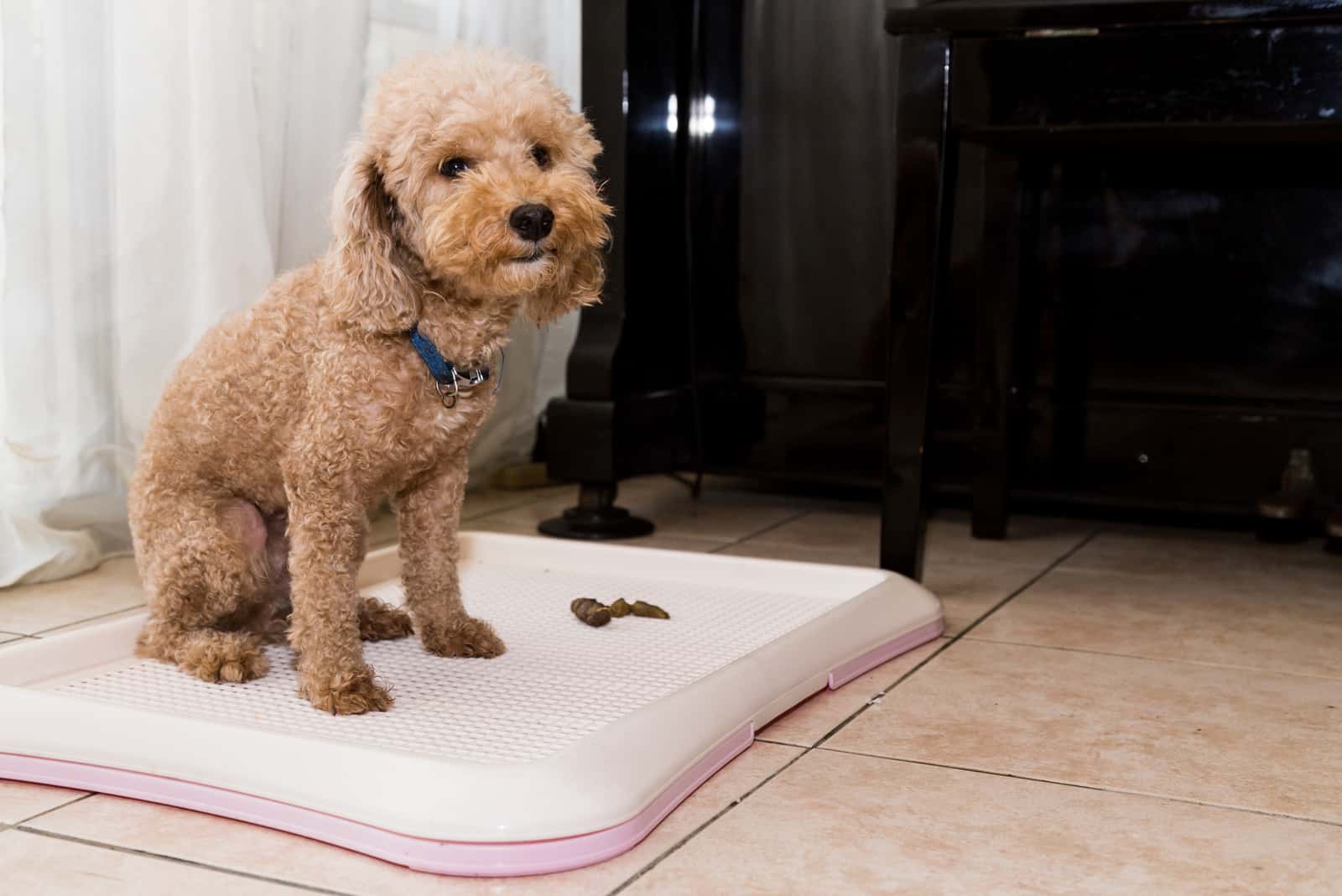 dog made a mess on floor