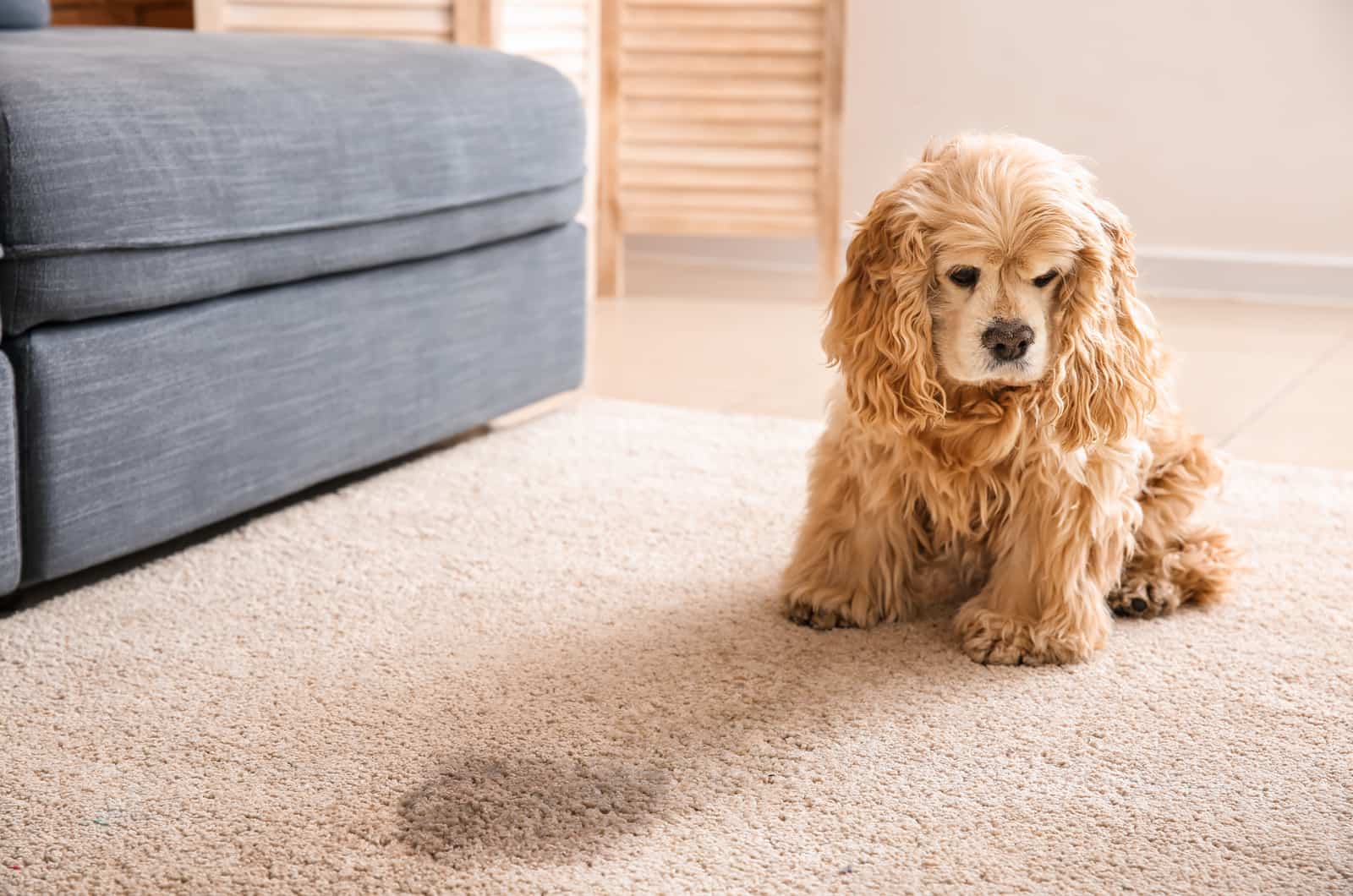 dog near a wet spot on carpet