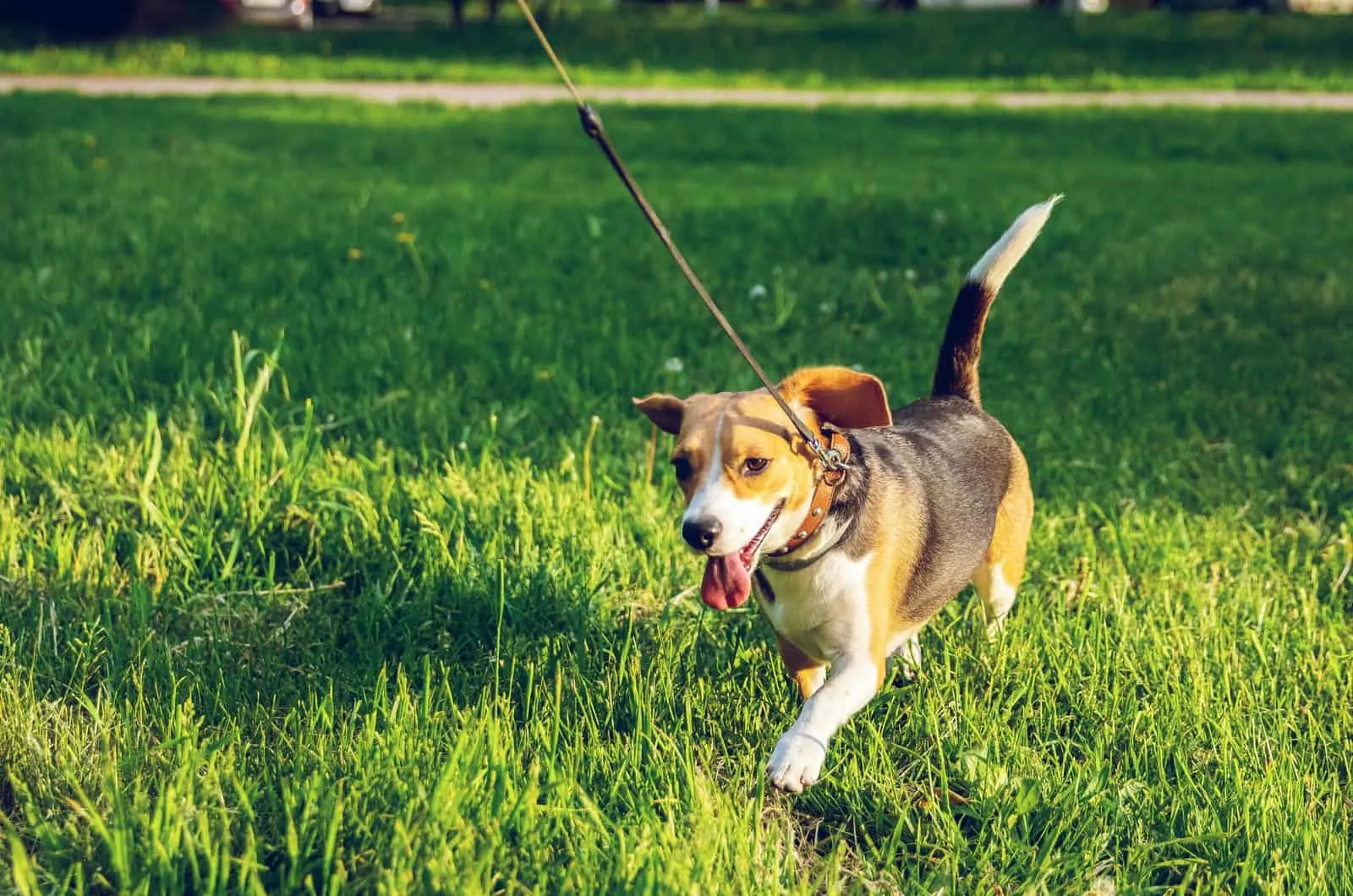 dog on a leash walking through grass