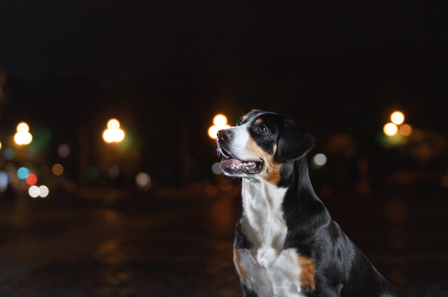 Why Do Dogs Cry At Night? Advice For Worried Pet Parents