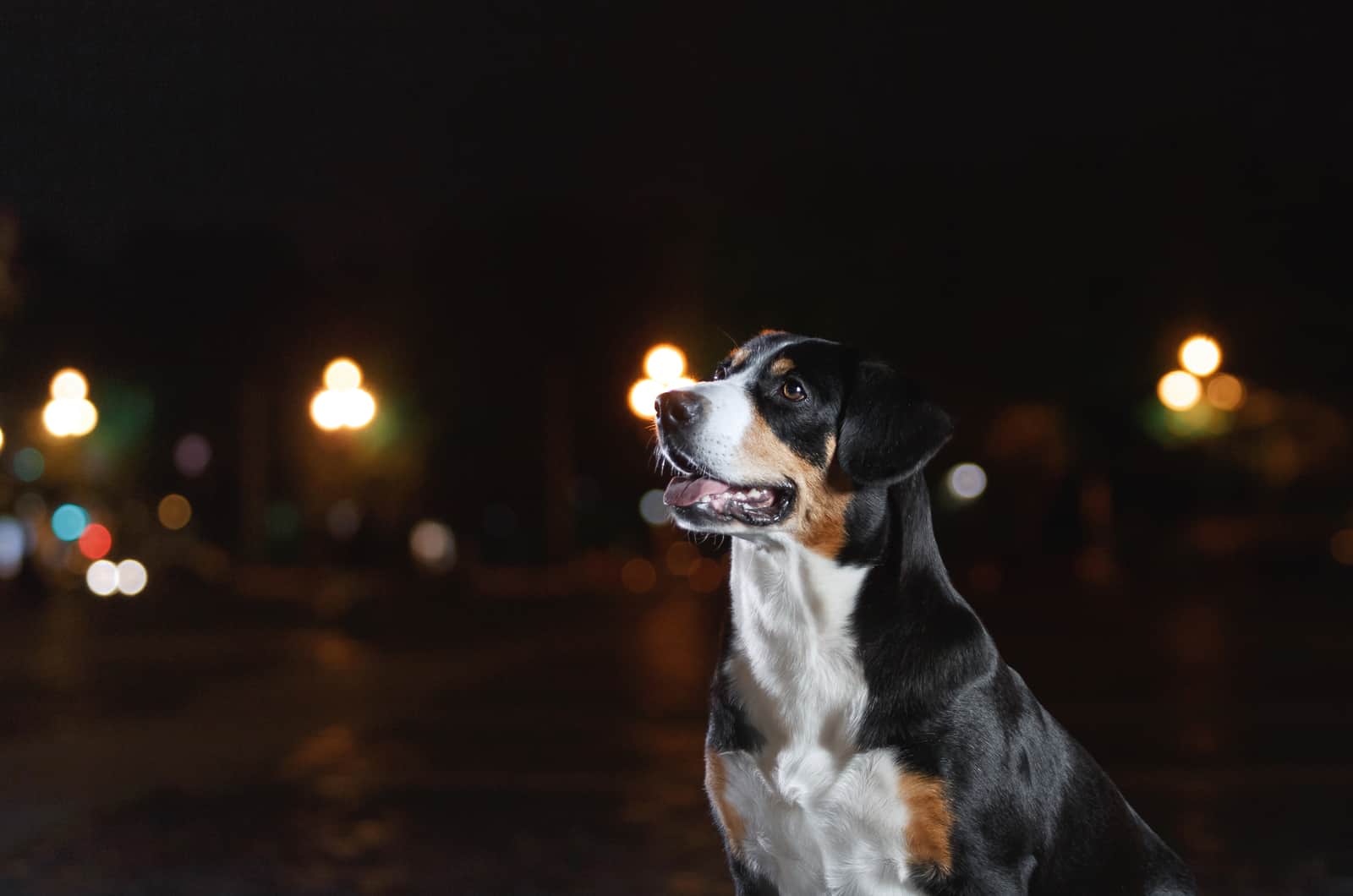 dog outside during night