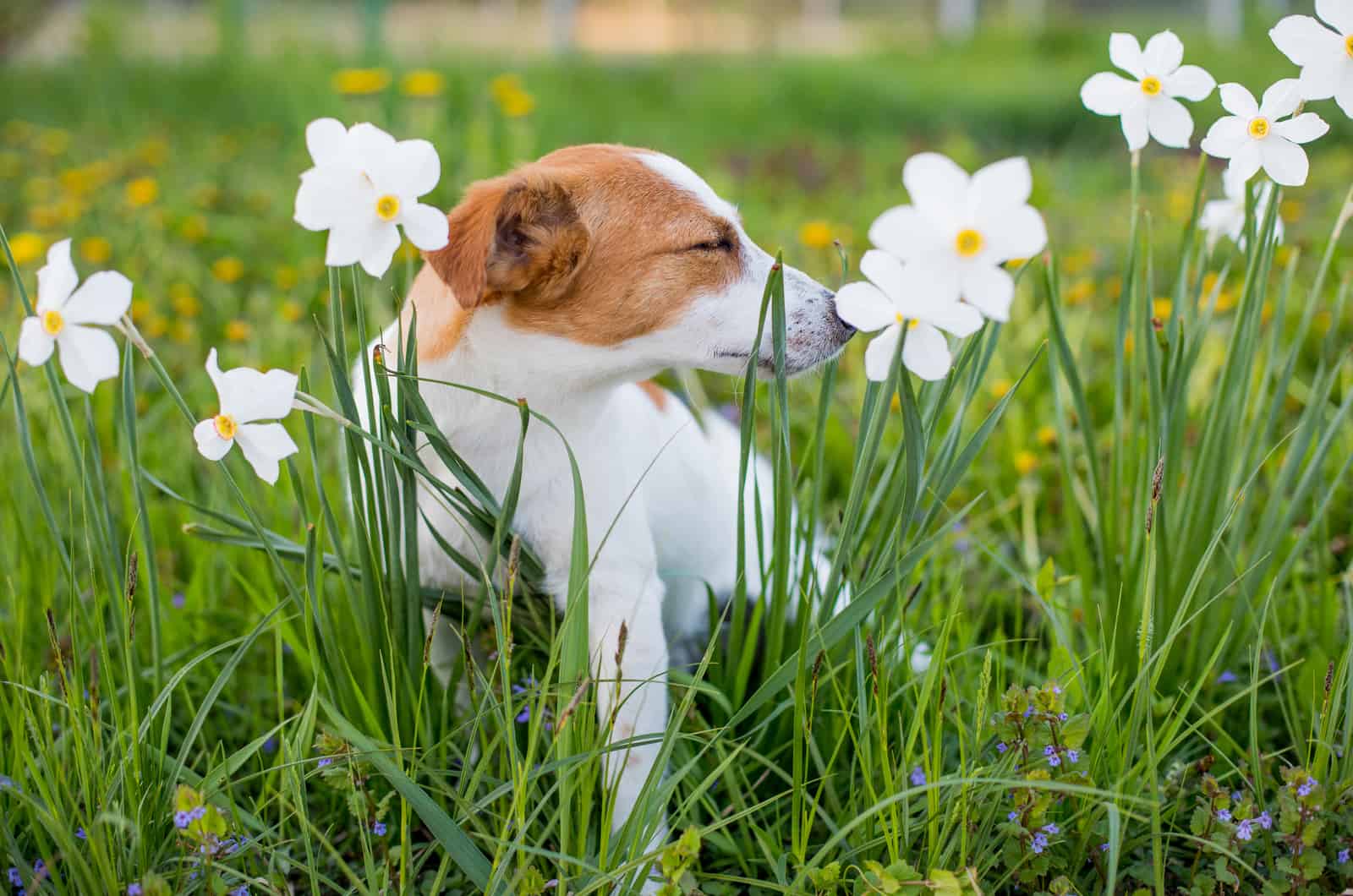 dog outside in flowers