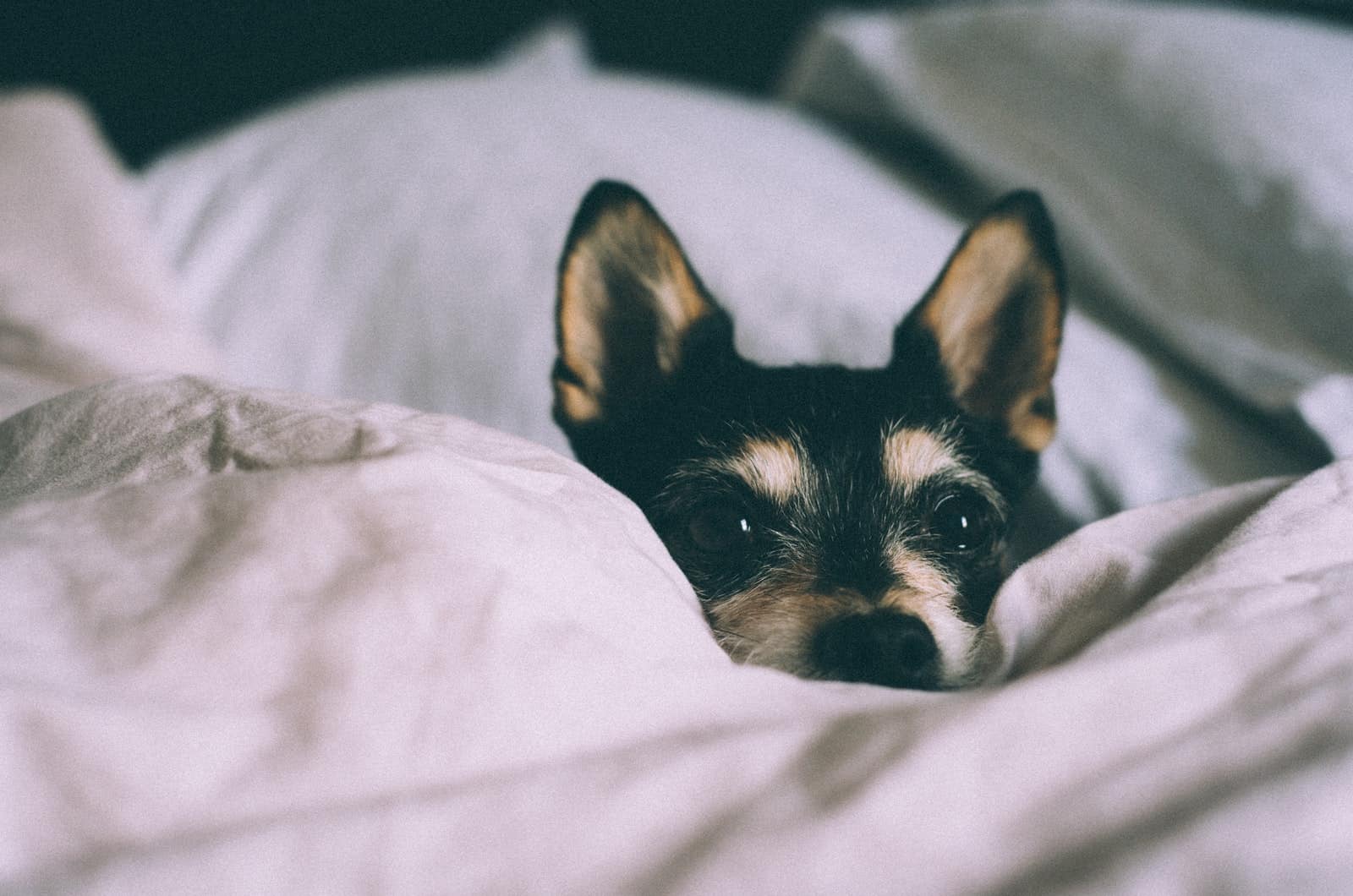 dog peeking through a blanket