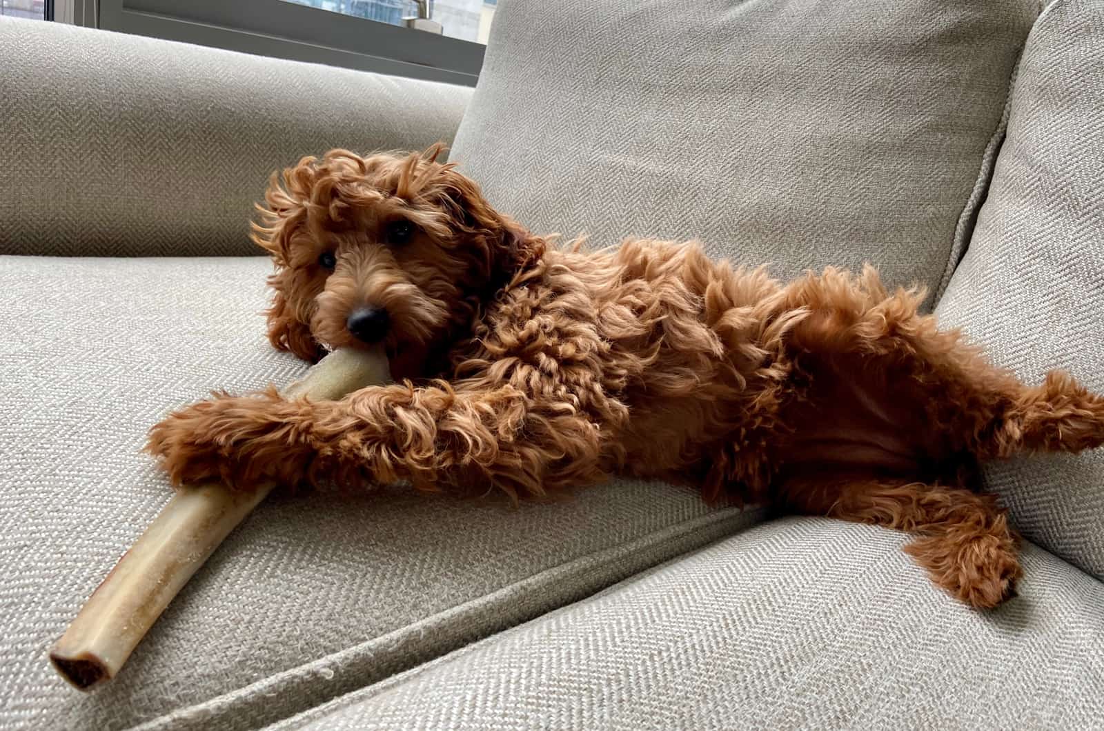 dog playing with bone