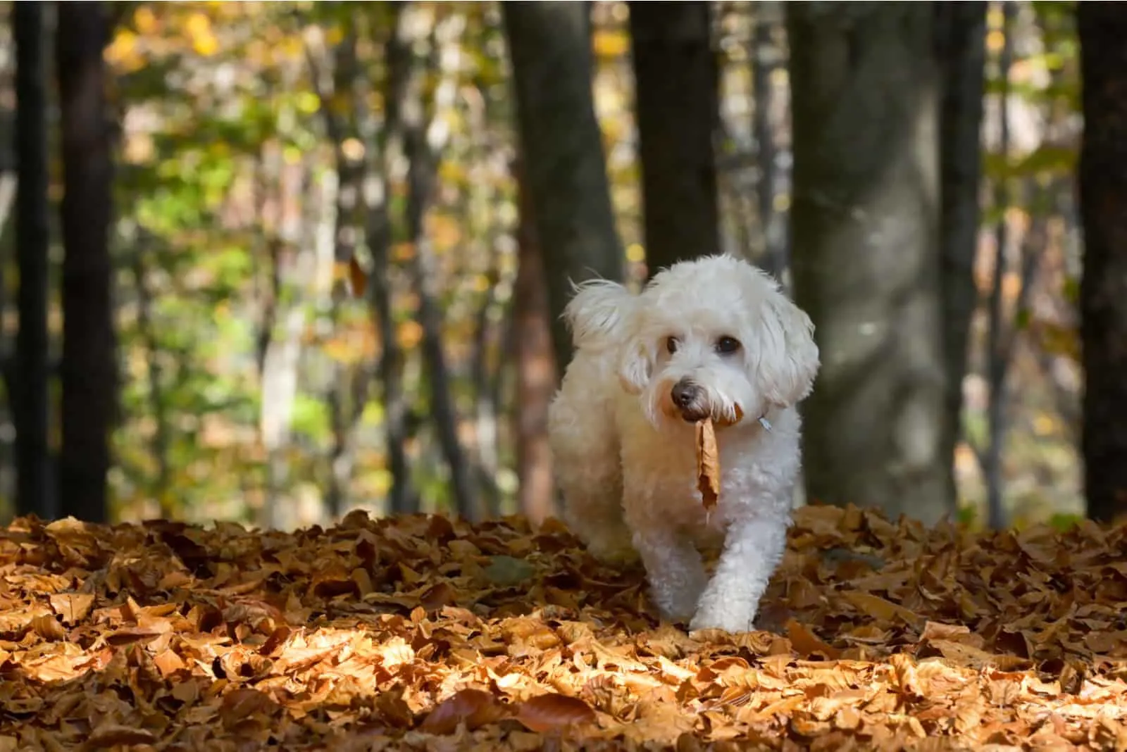dog playing with leaves in woods