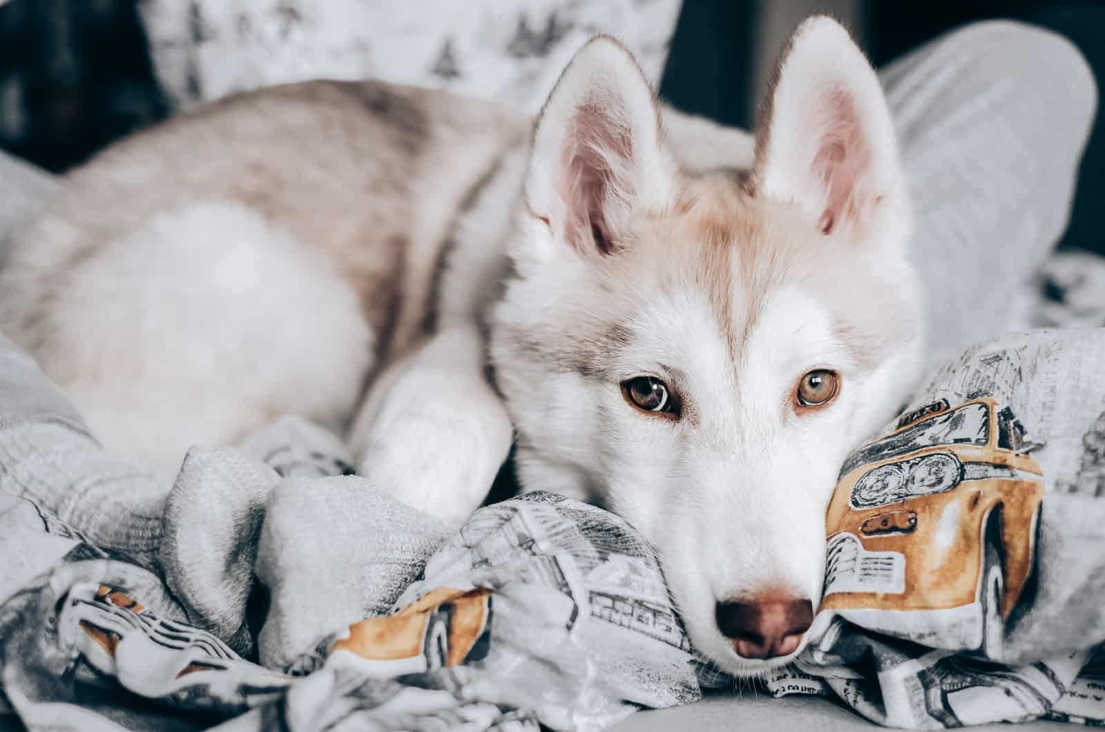 dog resting on a blanket